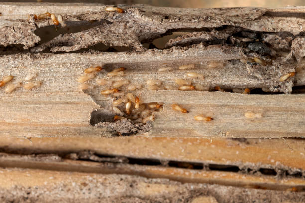 Best Cockroach Control Services  in Lexington Park, MD